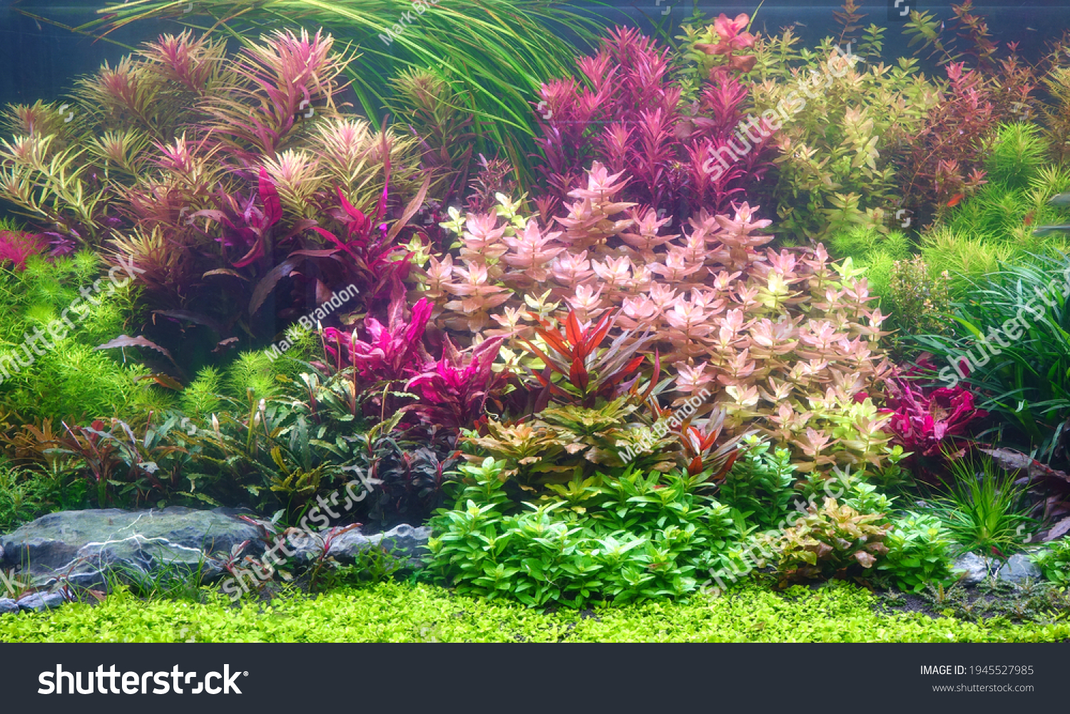 Colorful aquatic plants in aquarium tank with Nature and Dutch style aquascaping layout #1945527985