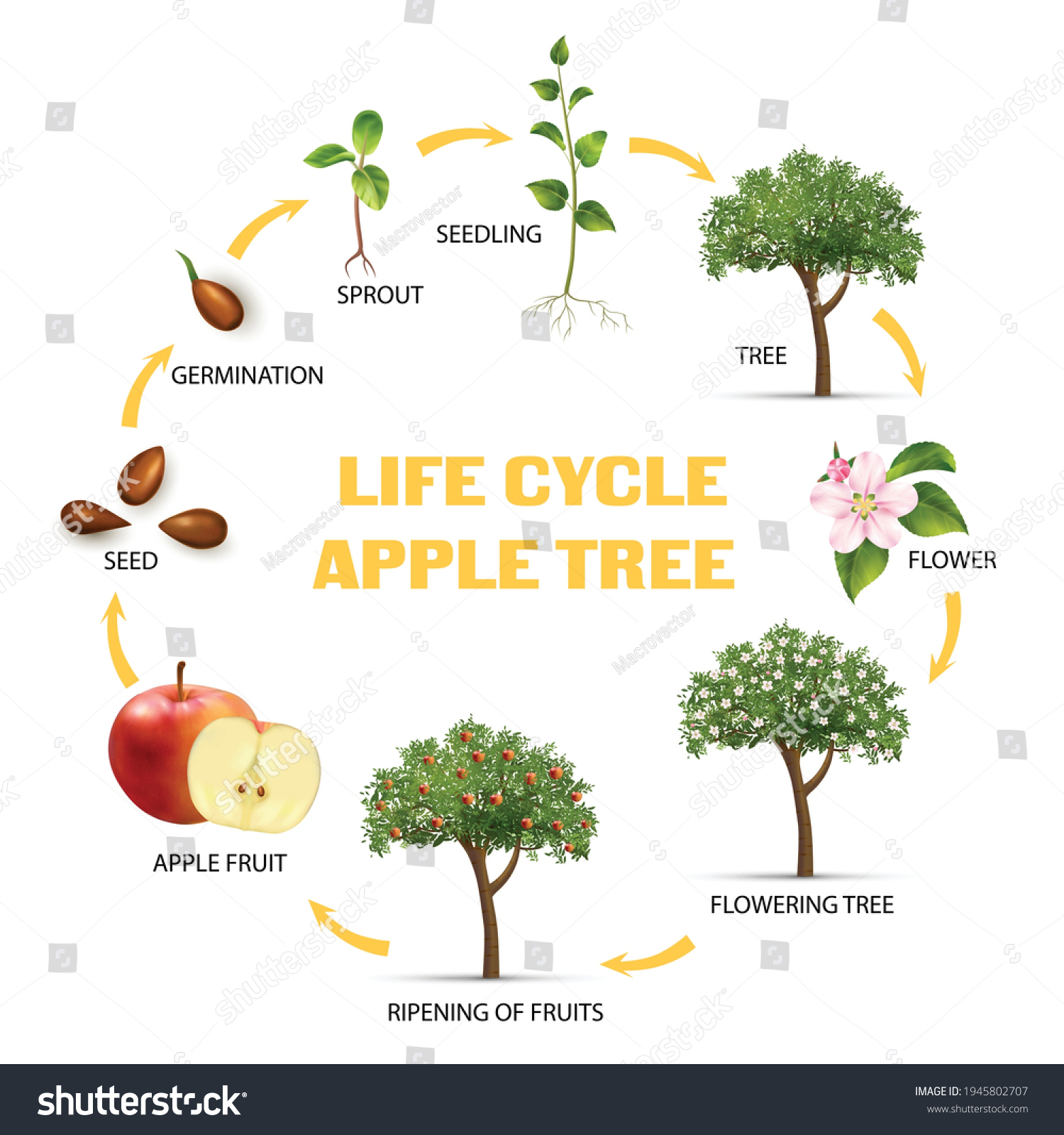 Apple tree life cycle infographic set realistic Royalty Free Stock