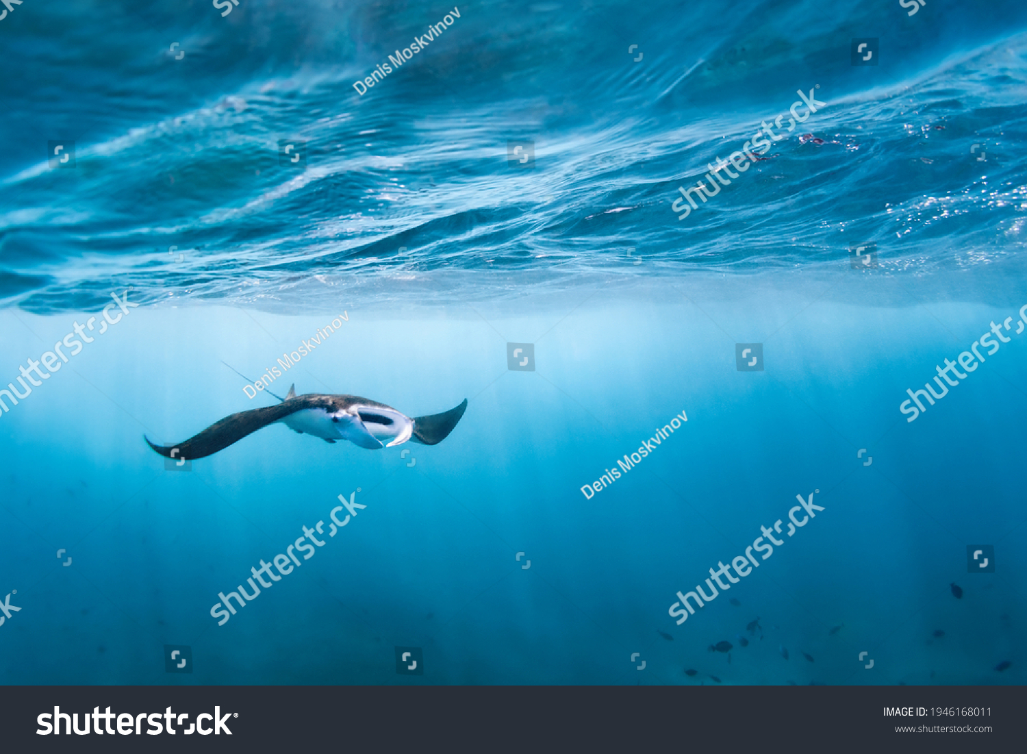 Underwater view of hovering Giant oceanic manta ray ( Manta Birostris ). Watching undersea world during adventure snorkeling tour to Manta Beach in tropical Nusa Penida island, Indonesia.  #1946168011