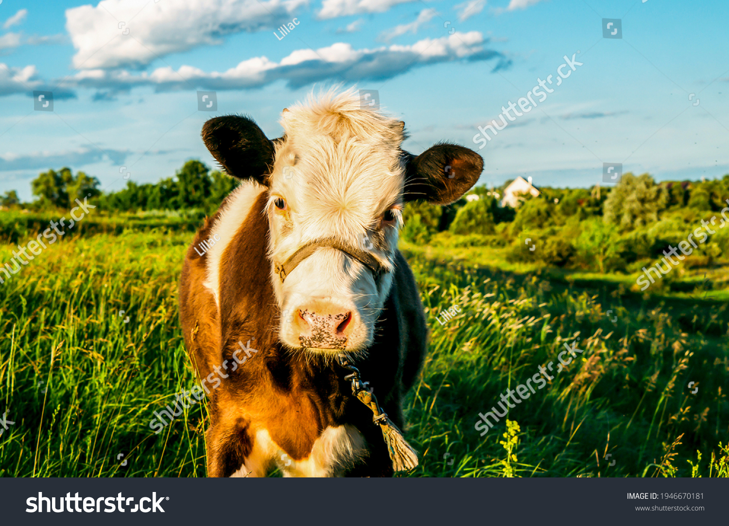 Cow calf portrait on farm pasture #1946670181
