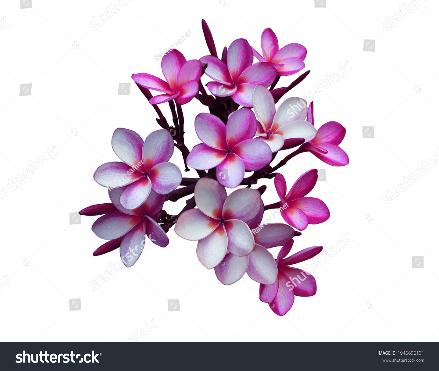 Plumeria, Frangipani, Temple tree,  Close up beautiful pink-purple plumeria flowers bunch isolated on white background with clipping path. Close up tropical flowers. #1946696191