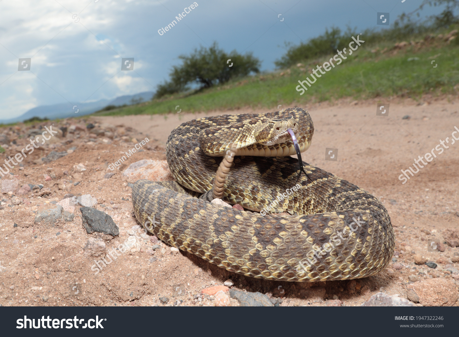 Mojave Rattlesnake (Crotalus scutulatus), Hidalgo County, New Mexico #1947322246