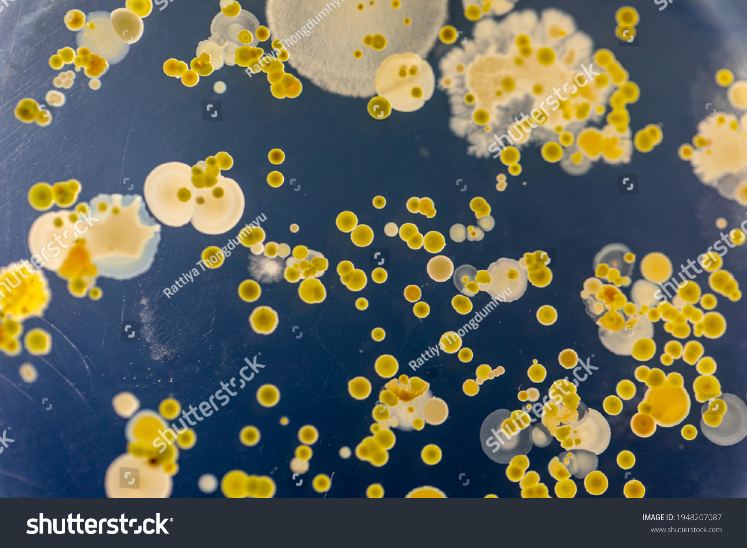Backgrounds of Characteristics and Different shaped Colony of Bacteria and Mold growing on agar plates from Soil samples for education in Microbiology laboratory.
 #1948207087