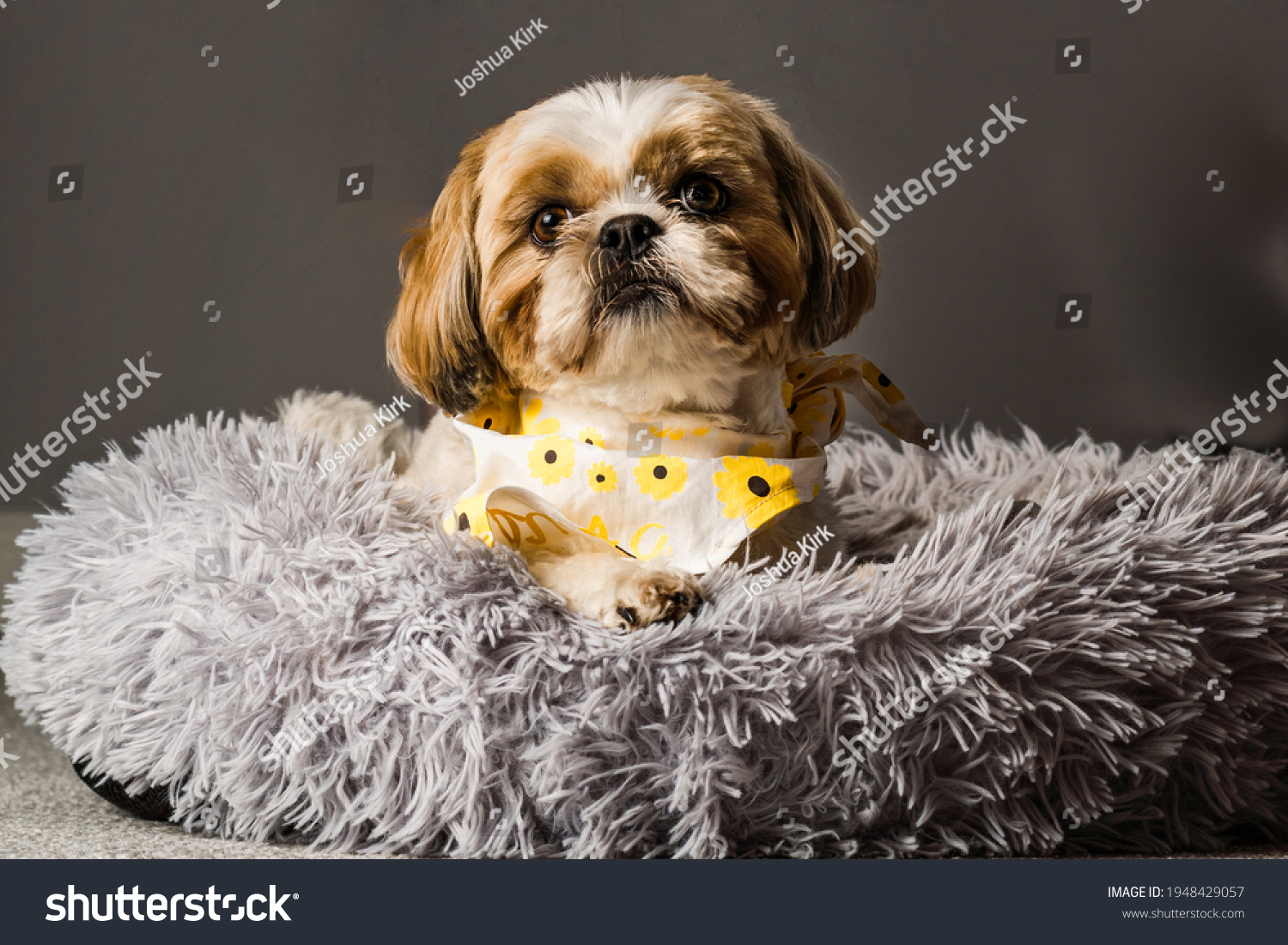 pet shih tzu in dog bed looking cute and fluffy with flower collar neckerchief bandana  #1948429057