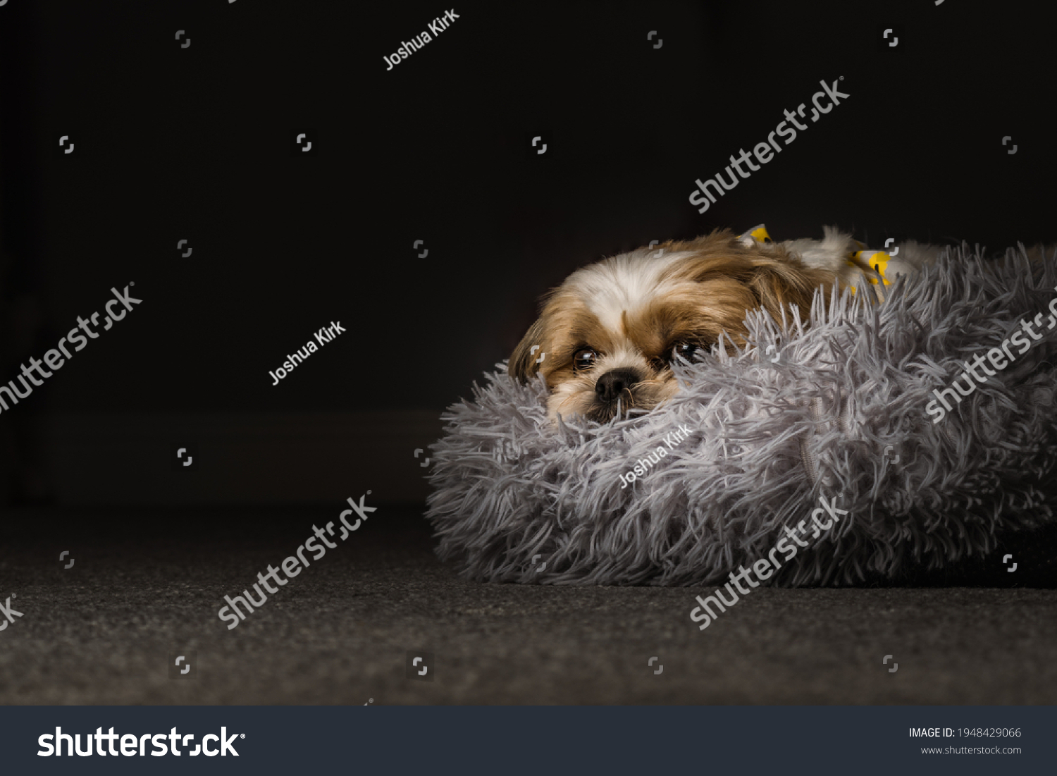 pet shih tzu in dog bed looking cute and fluffy with flower collar neckerchief bandana  #1948429066