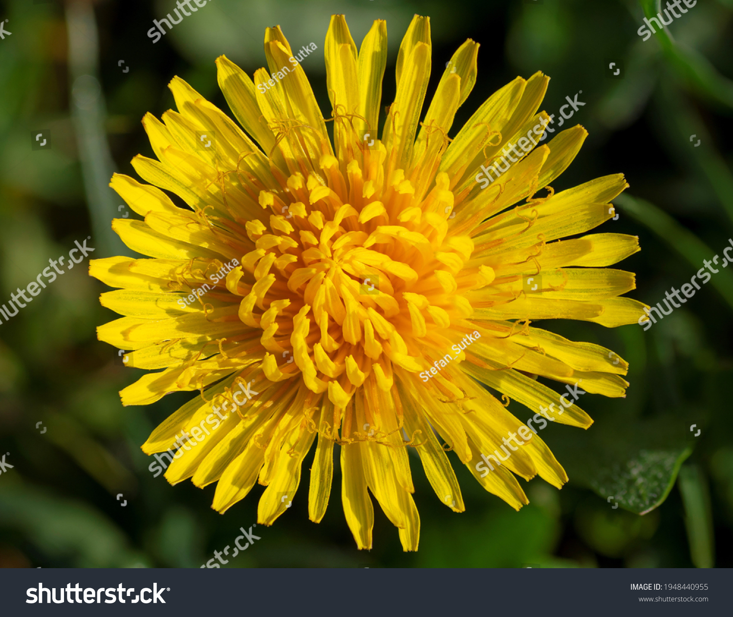 A yellow Dandelion (Taraxacum officinale) flower head. Common Dandelion blooming in the early spring. Macro. Detail. Close up. #1948440955