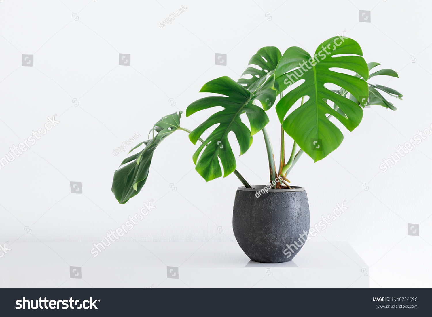 clean image of a large leaf house plant Monstera deliciosa in a gray pot on a white background #1948724596