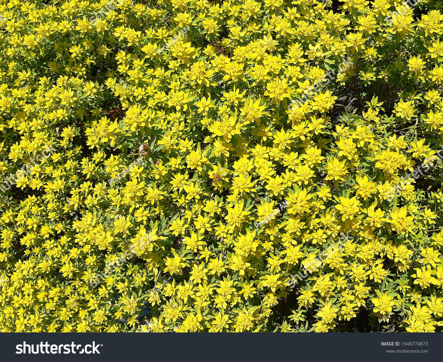 Green - yellow flowering plant  in wild nature on sunny day. Jerusalem Spurge or Woody Spurge plant, Euphorbia hierosolymitana producing milky juice upon it injury. Natural background #1948774873