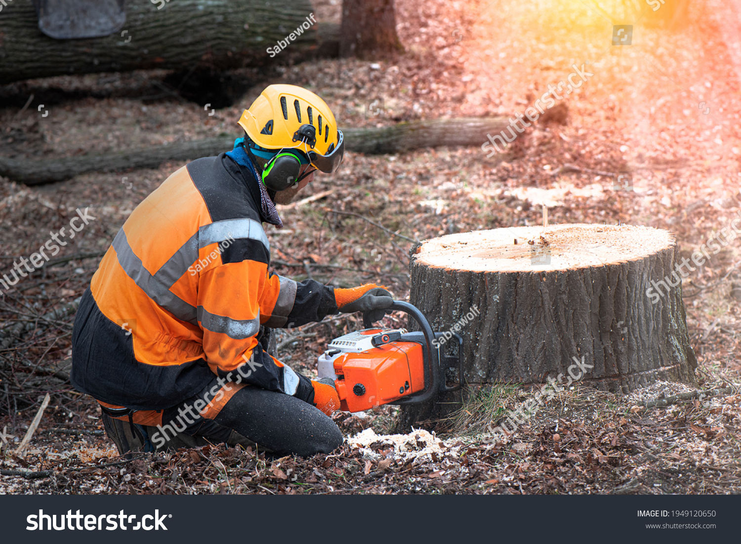 Lumberjack with chainsaw is shortening  a stump of sawed linden tree in linden alley. Removing diseased tree. In the bokeh background is Forest machine, that take away sawed trunk.  #1949120650