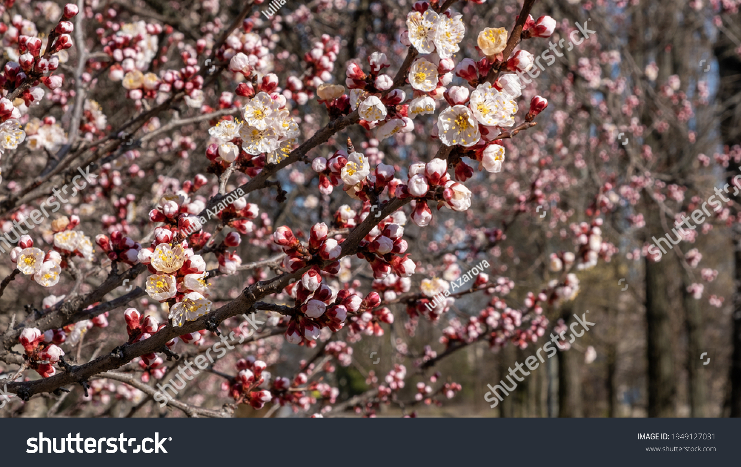 Nature in Springtime. Branch with beautiful white Spring Apricot Flowers on Tree. Nature scene with flowering apricot on blossom background. Botanical bloom concept. Blooming backdrop #1949127031