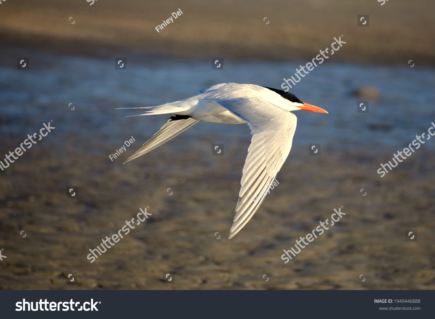 Arctic Tern flying by on the beach. #1949446888