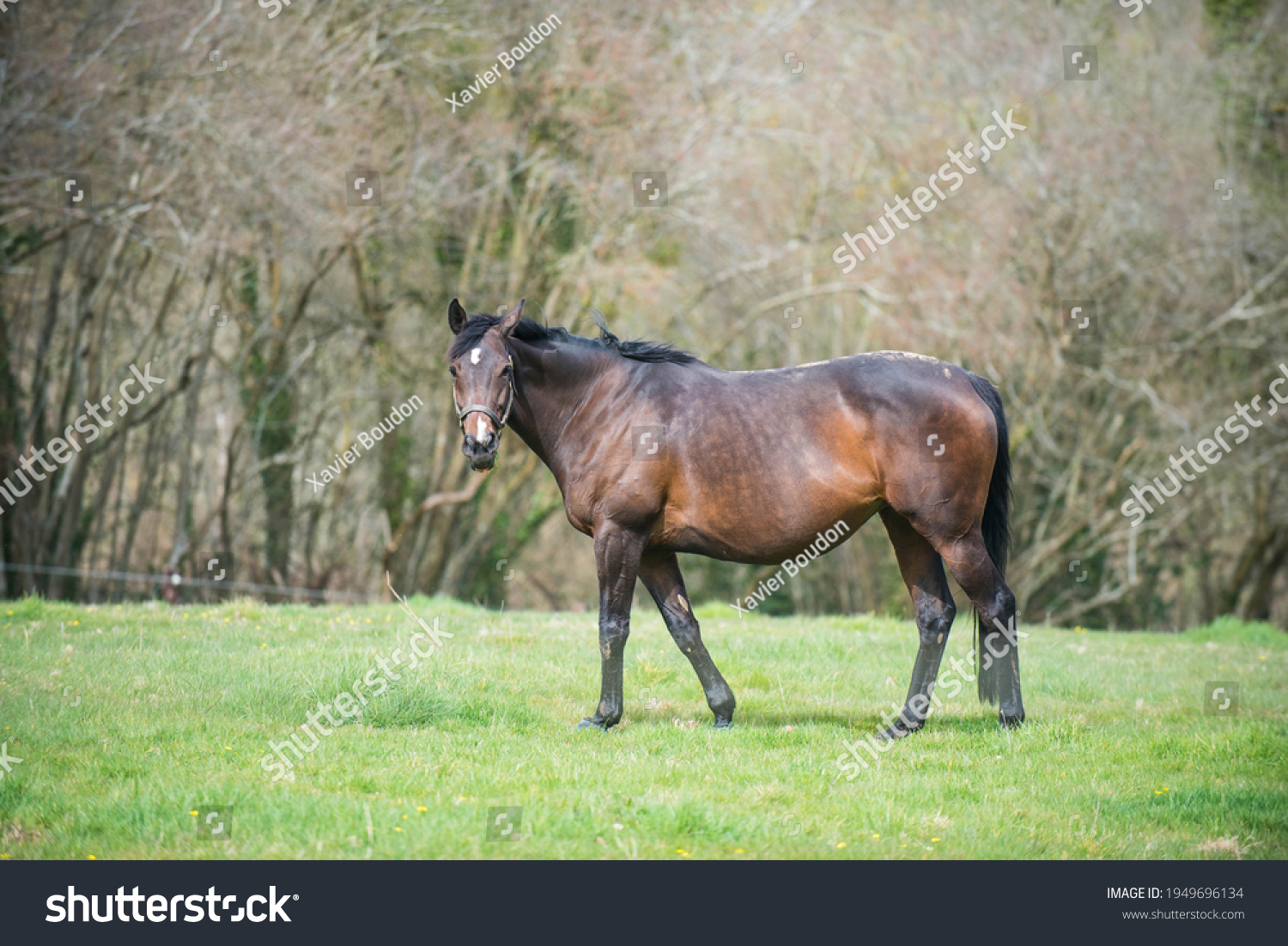 Pregnant bay mare in a field (profile) #1949696134