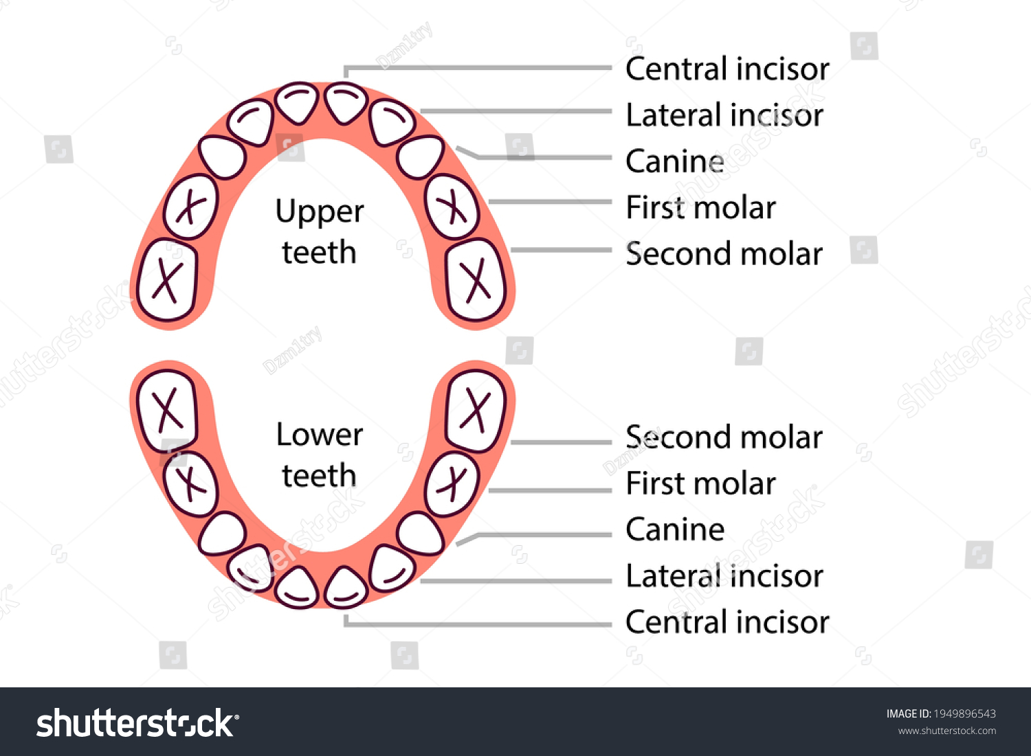 Baby tooth chart diagram. Clipart image isolated on white background #1949896543