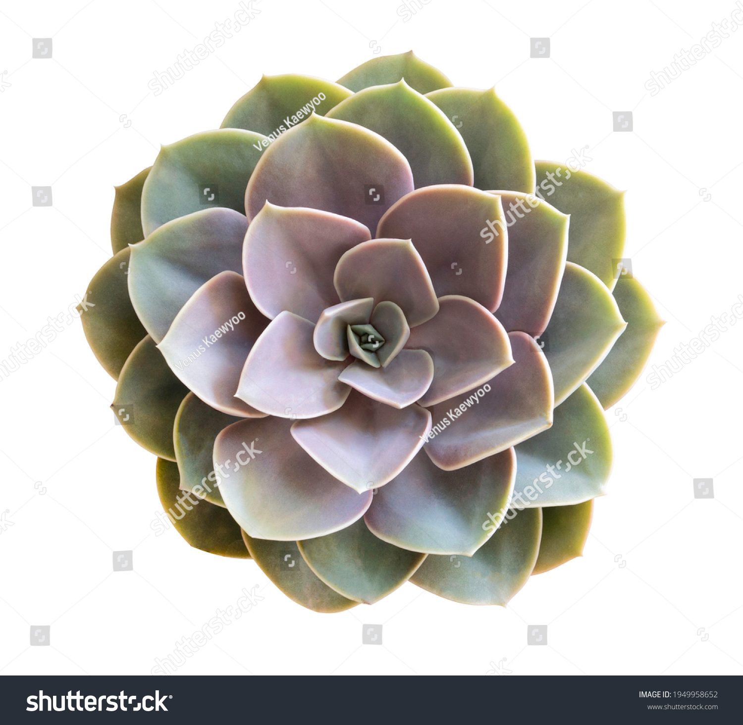 Succulent cactus flower tropical plant top view isolated on white background, clipping path included #1949958652