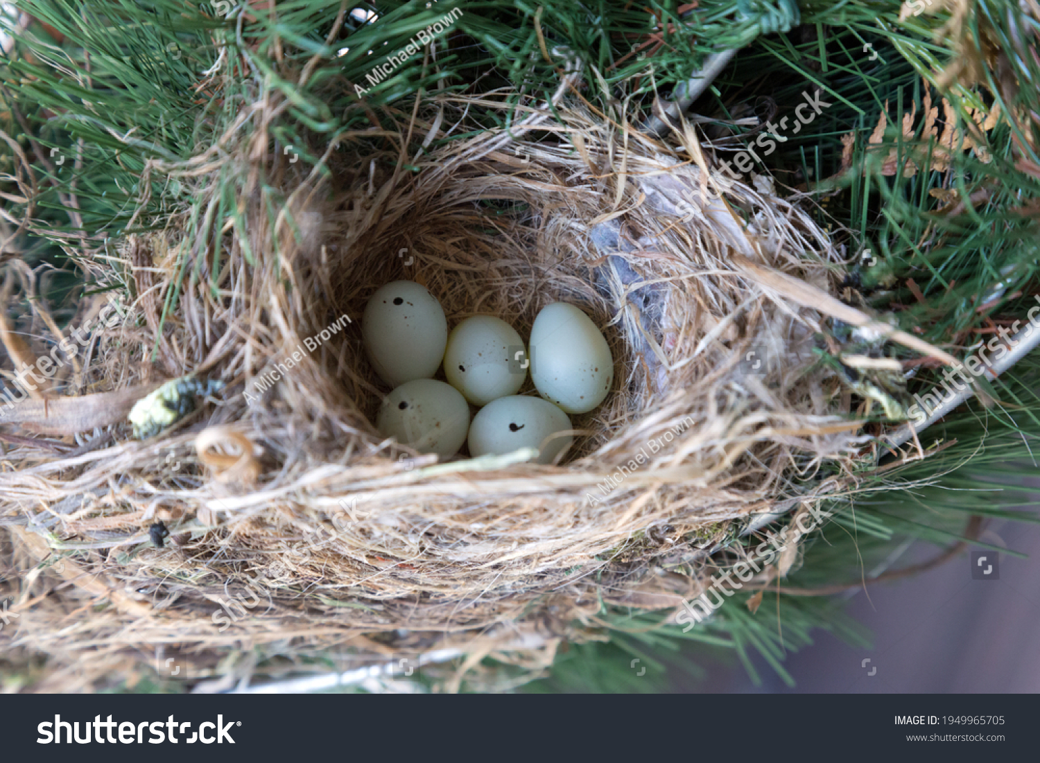 A clutch of eggs in a House Finch bird nest in Southwestern Ontario, Canada. #1949965705