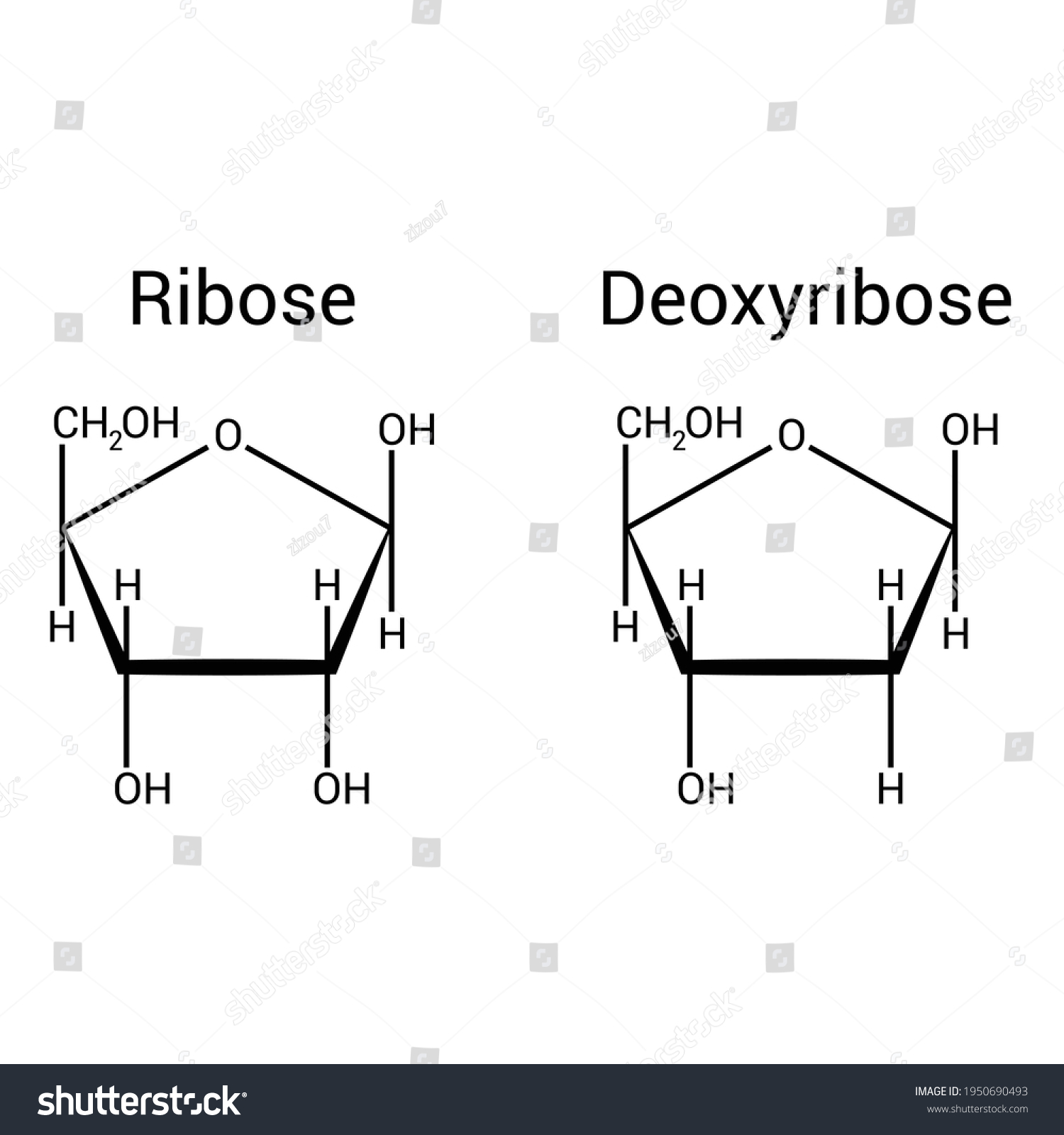 Chemical Structure Of Ribose And Deoxyribose Royalty Free Stock Vector 1950690493 7244