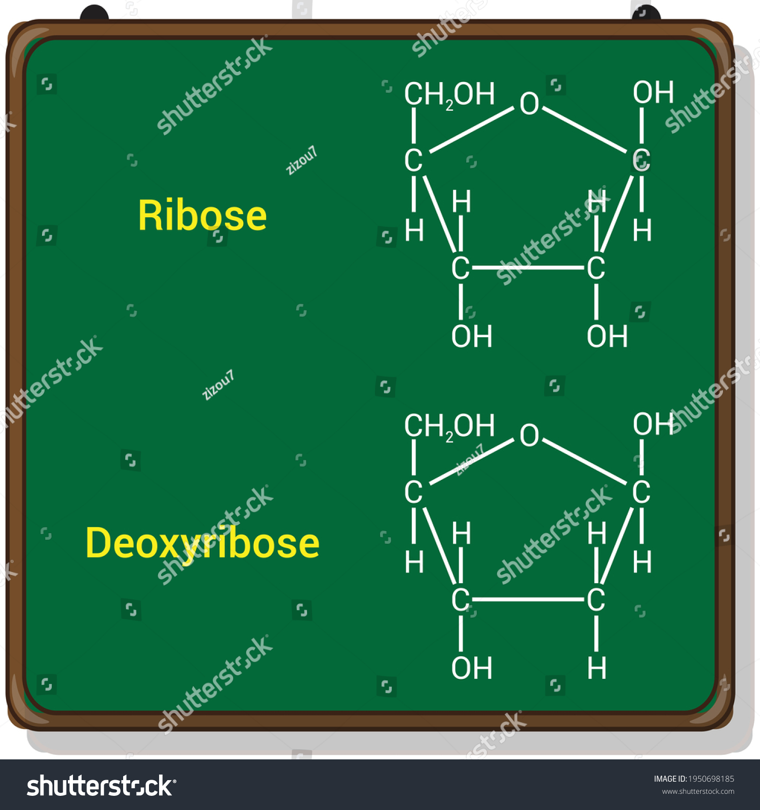 chemical structure of ribose and deoxyribose Royalty Free Stock