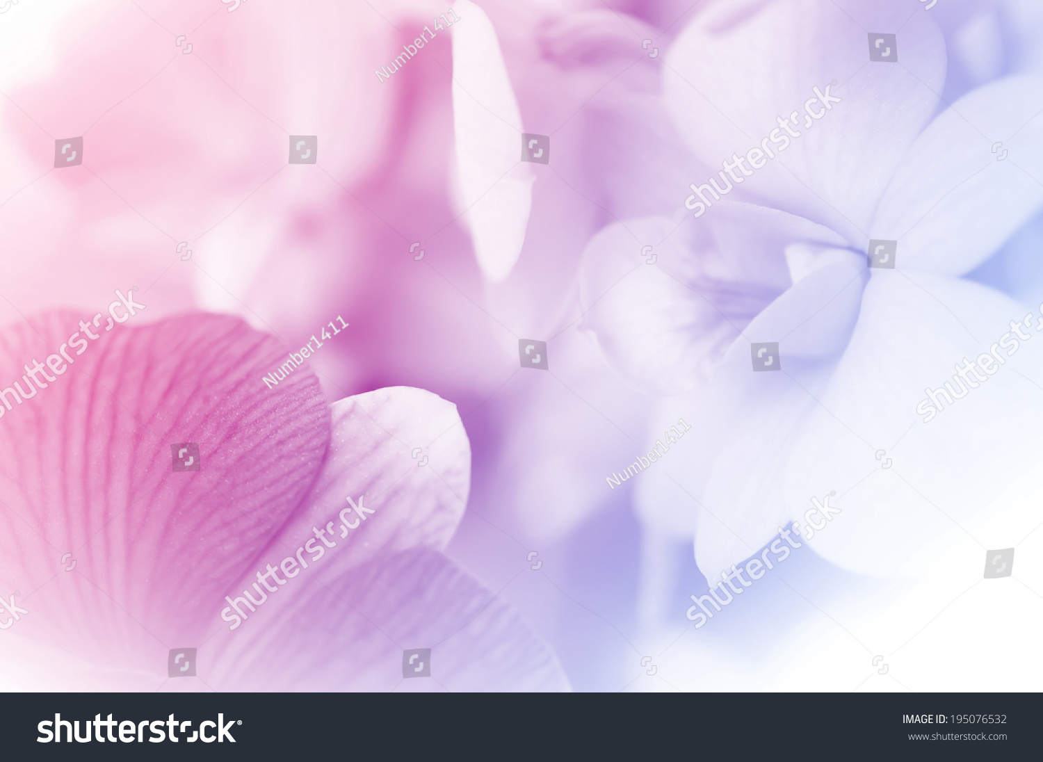 sweet color orchids in soft style for background #195076532