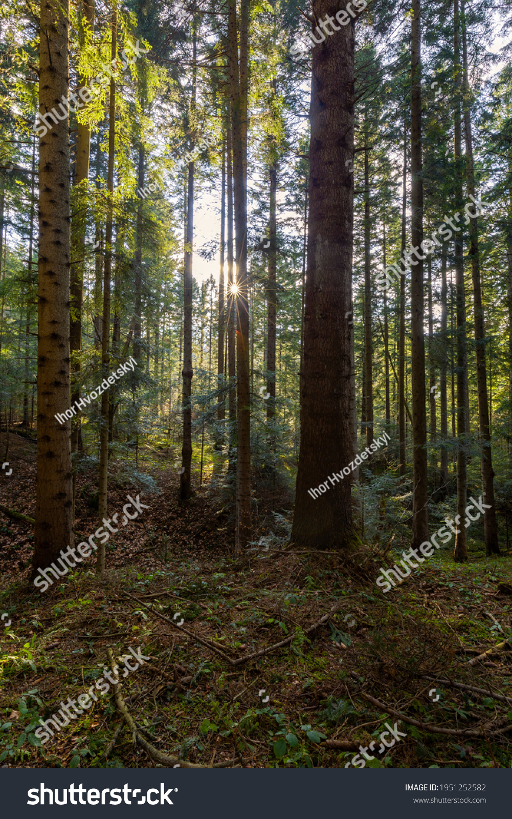 Natural mountain coniferous fir (European silver fir) forest of the Carpathians. Mountain coniferous forest for wallpaper. Beautiful Sunset in a dense coniferous forest #1951252582