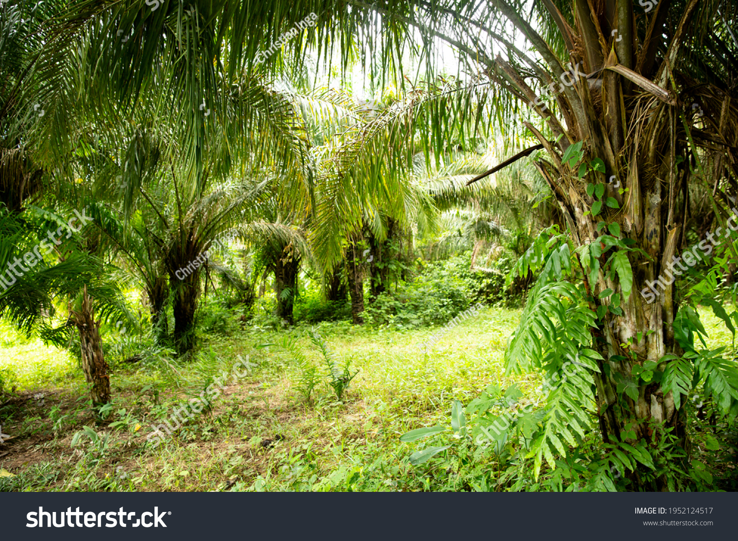 Image of Peruvian rain forest. Tropical vegetation in Amazon jungle. Sunny day. #1952124517