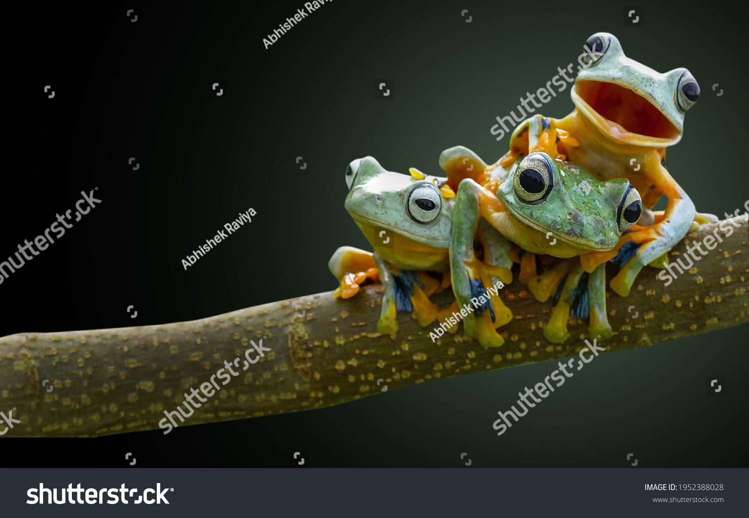 Frog, tree frog, bestfriend amphibian black background #1952388028