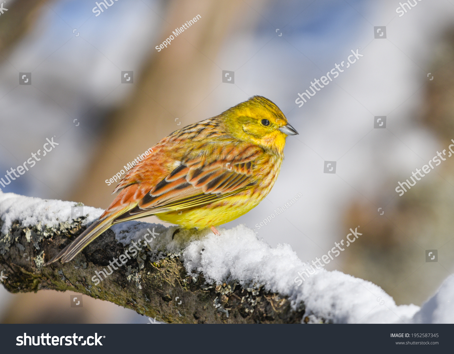Yellowhammer (Emberiza citrinella) perched on a tree branch in the winter #1952587345