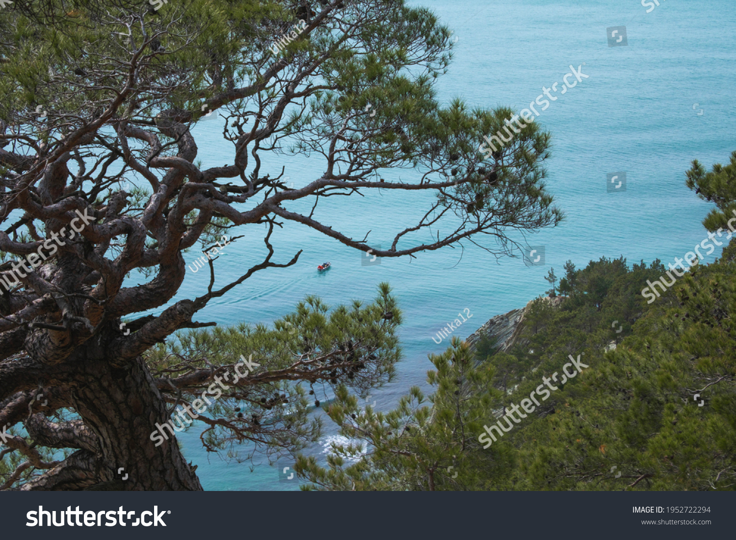 Relic Pitsunda pine growing on the rocky shores of the Black Sea #1952722294