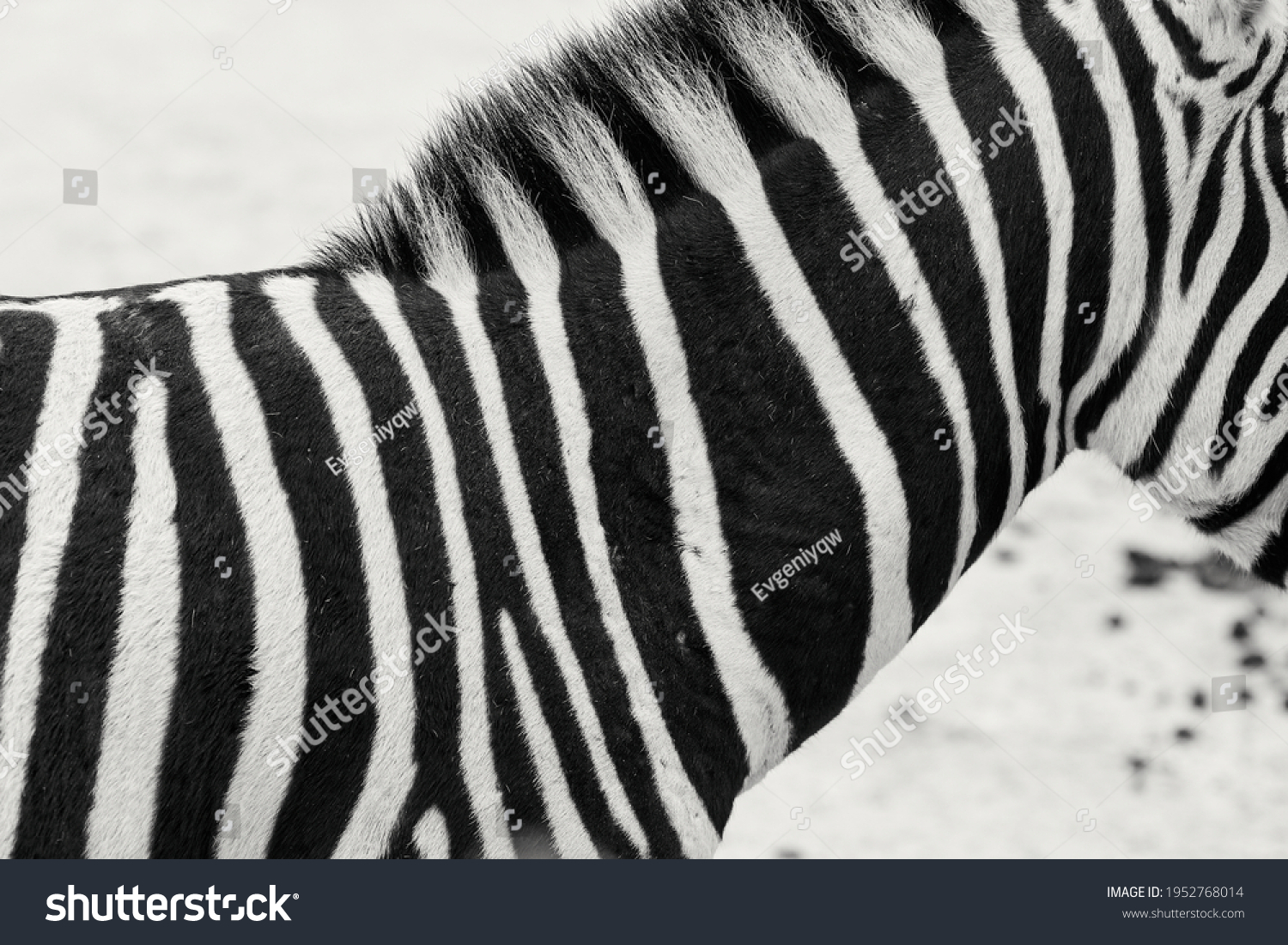 Zebra Stripes. striped life natural camouflage #1952768014