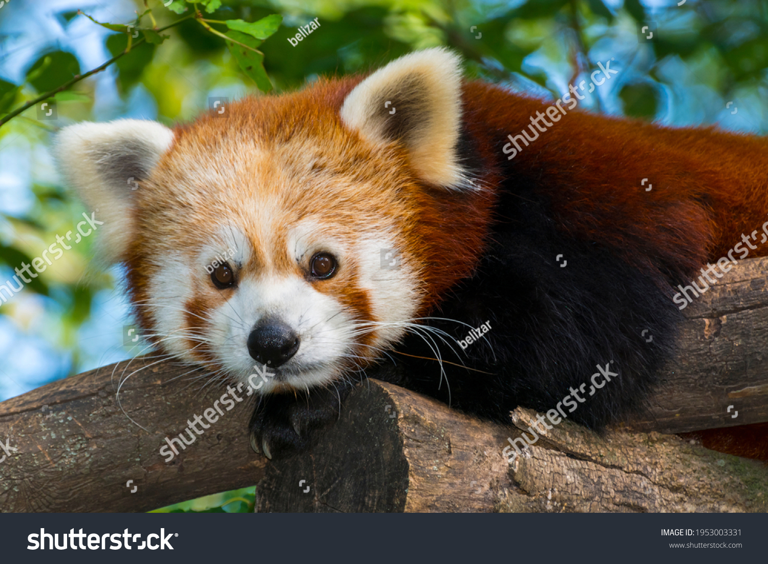 Red or Lesser Panda, its scientific name is Ailurus fulgens #1953003331