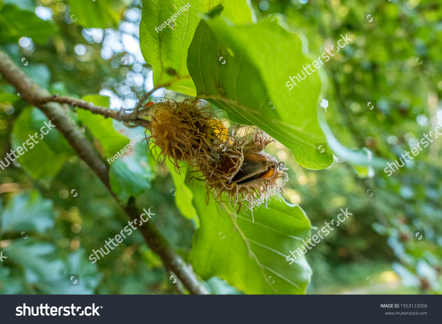Beech nuts in the pod, beech (Fagus sylvatica), Bavaria, Germany Europe #1953123058