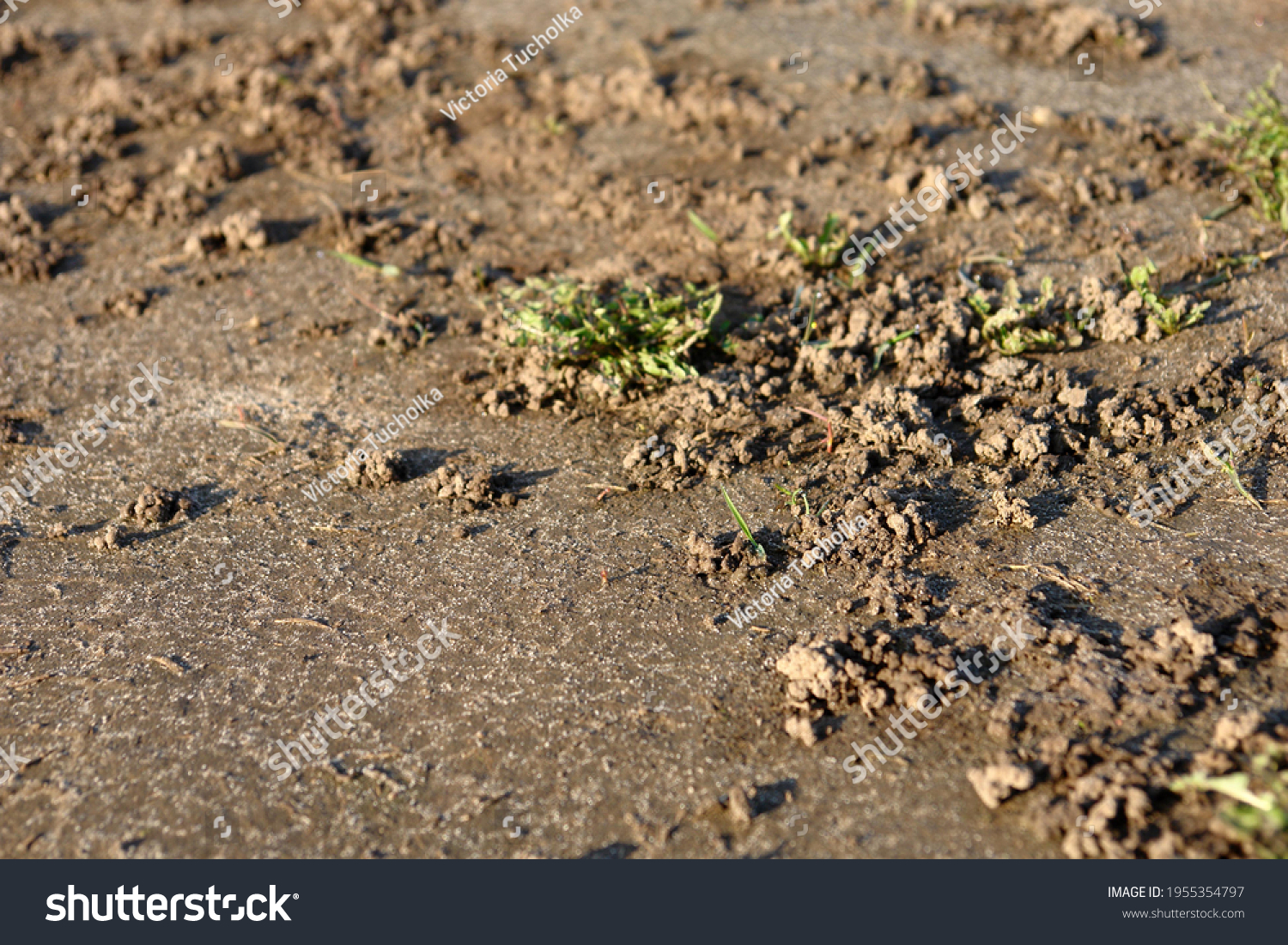 Close up of the ground with small clods forming mounds of sands caused by the activity of invertebrates in the ground. Poland, Europe                #1955354797