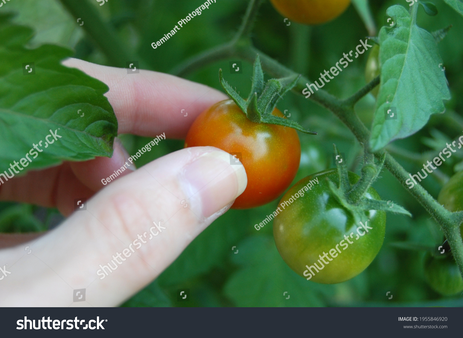 Hand picking cherry tomatoes from an outdoor organic garden. #1955846920