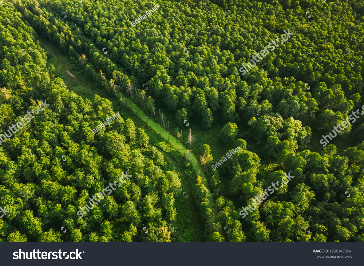 Belarus. Aerial View Of Green Small Bog Marsh Swamp Wetland In Green Forest Landscape In Summer Day. High Attitude View. Forest Lane In Bird's Eye View. #1956147094