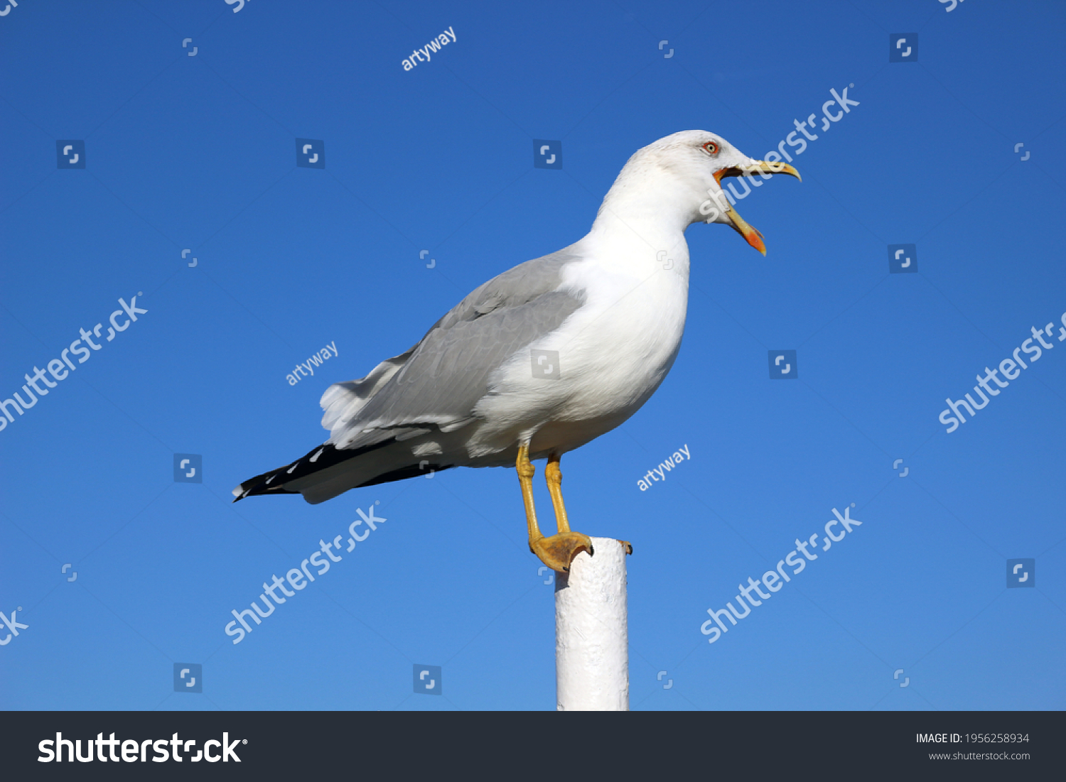 Large seagull with an open beak against blue sky, beautiful seabird stands on pole and shouts #1956258934
