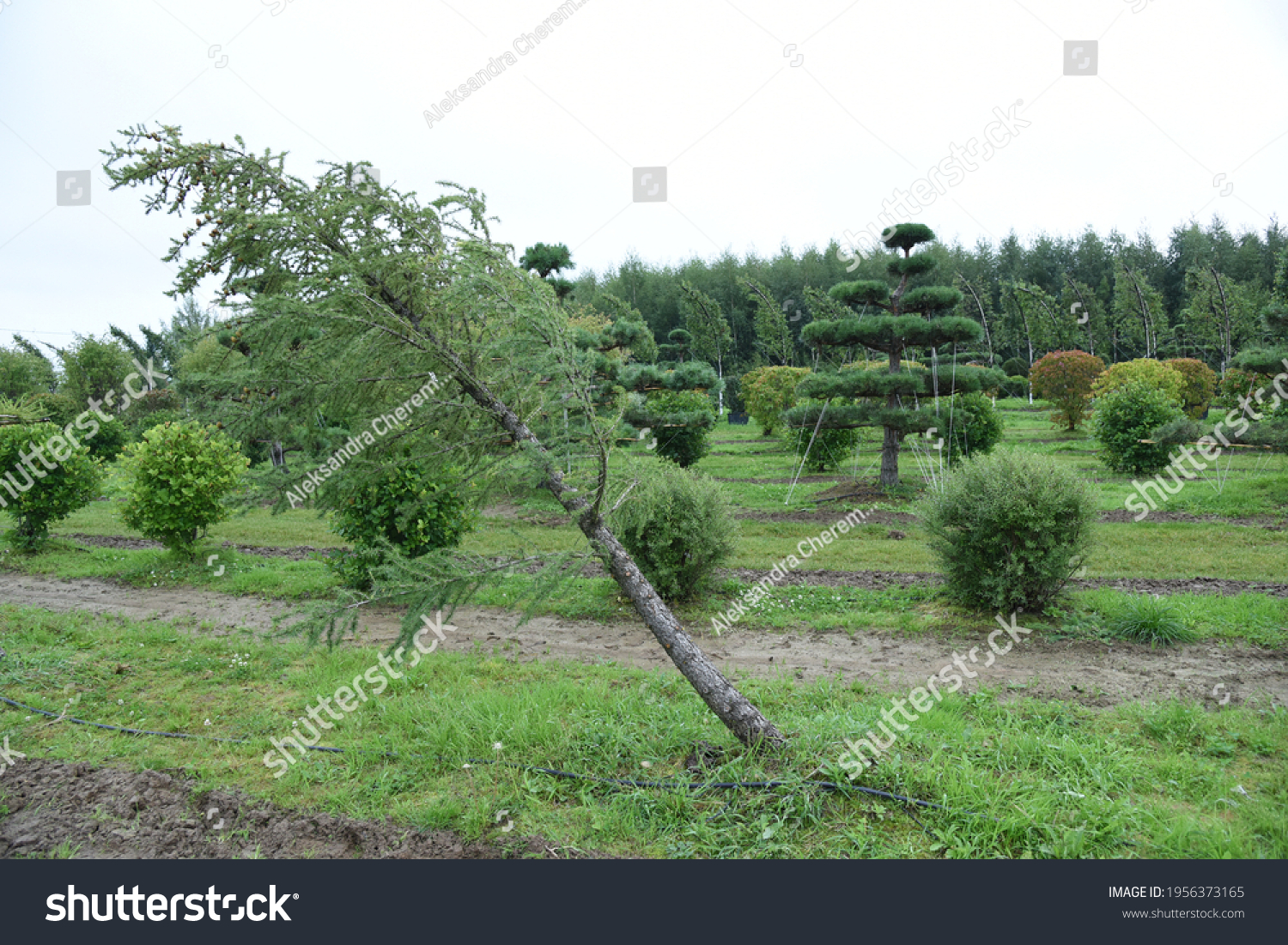 Conifer plants nursery. Topiary bonsai and niwaki garden trees #1956373165