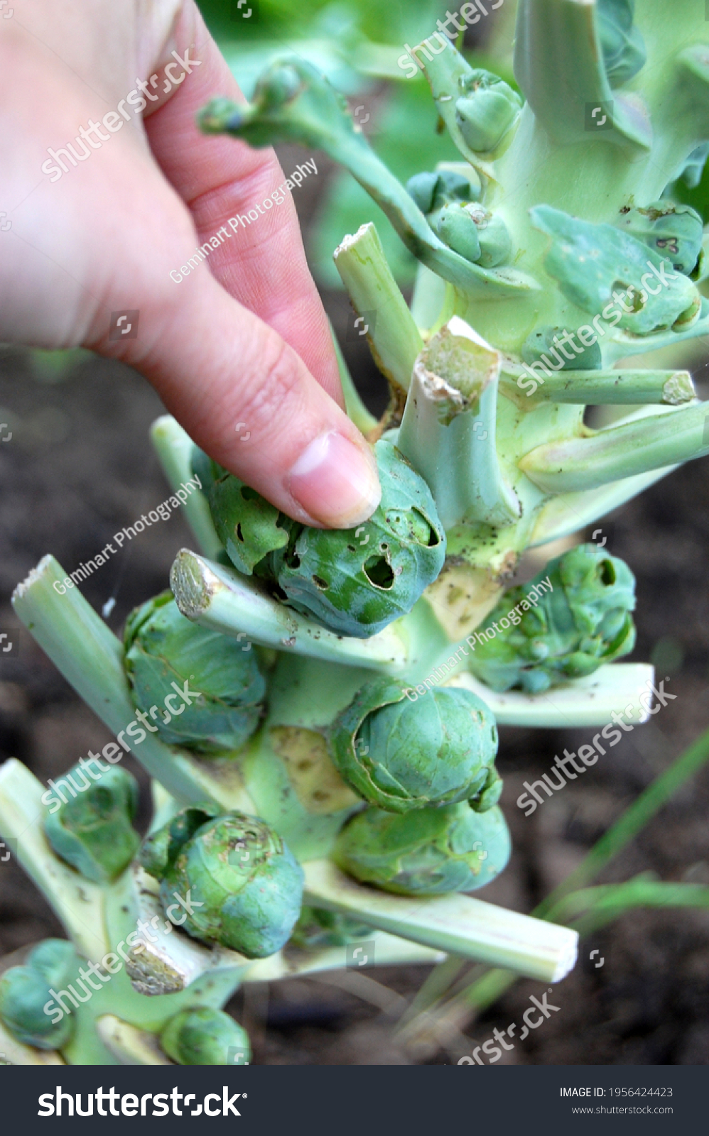 Brussels sprouts readying for harvesting outdoors organic garden. #1956424423