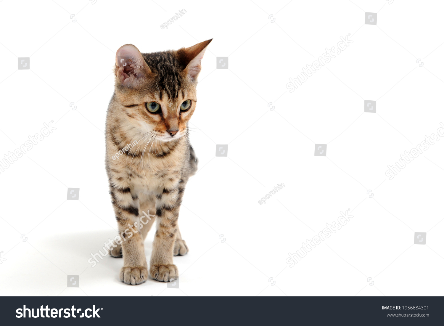 A purebred smooth-haired cat stands on a white background #1956684301
