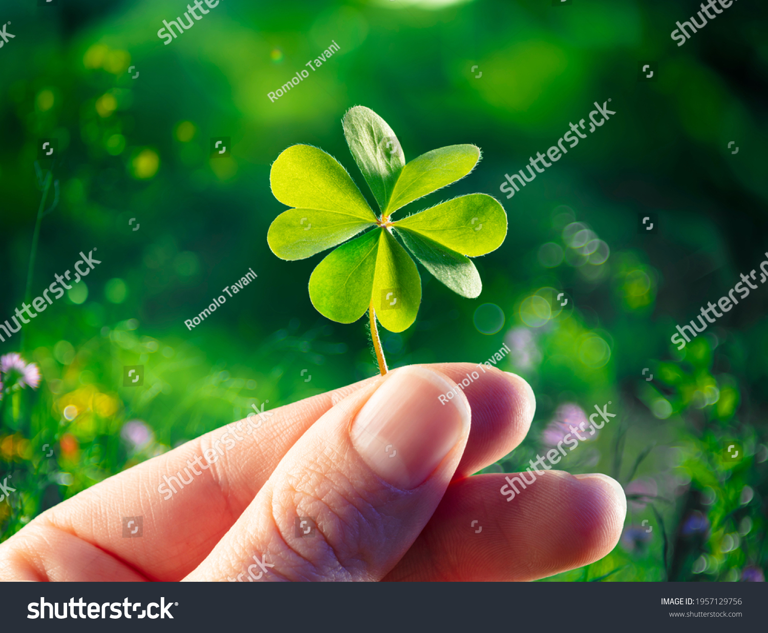 Four Leaf Clover - Good Luck - Hands Hold Lucky Shamrock #1957129756