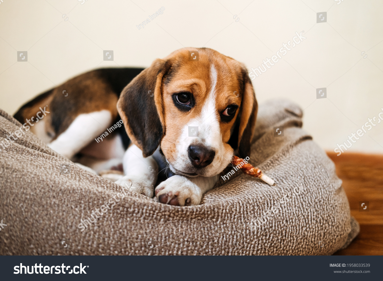 Dog Snack Chewing Sticks for puppies. Beagle puppy eating Dog Snack Chewing Sticks at home. Beagle Eat, Dog Treats for Beagles #1958033539