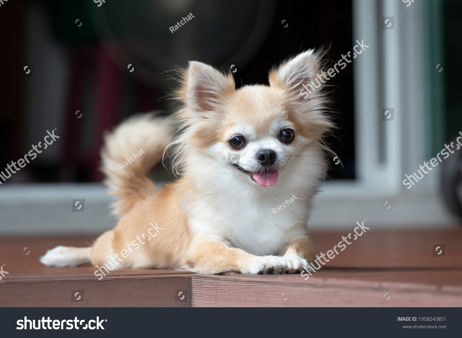 brown chihuahua sitting on floor. small dog in asian house. feeling happy and relax dog. #1958243851