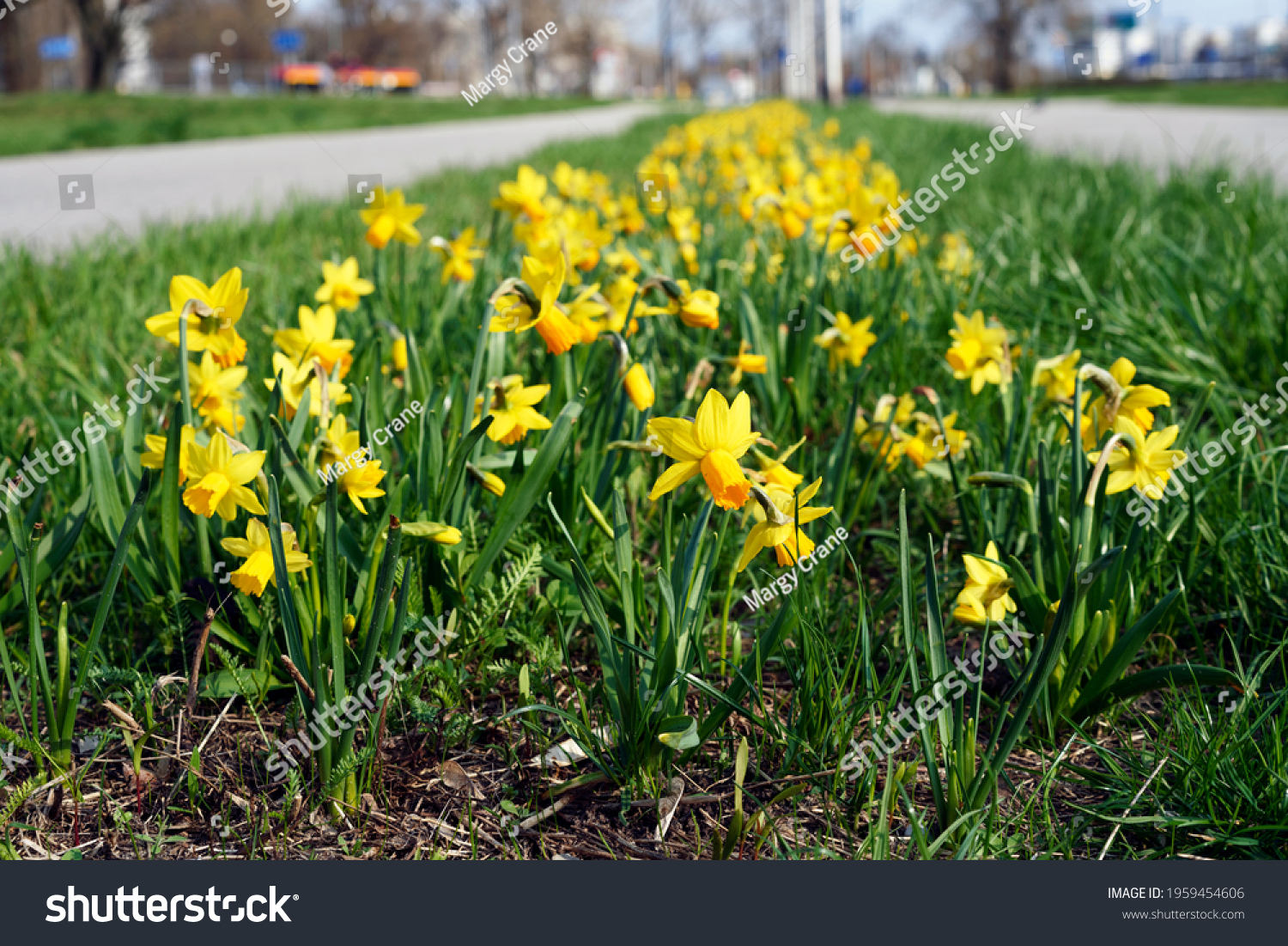 Poland, Warsaw, April 2021. Spring in the city. A row of blooming daffodils embellishes the urban landscape. Daffodils are a symbol of the Warsaw Ghetto Uprising that broke out in 1943, on April 19.   #1959454606