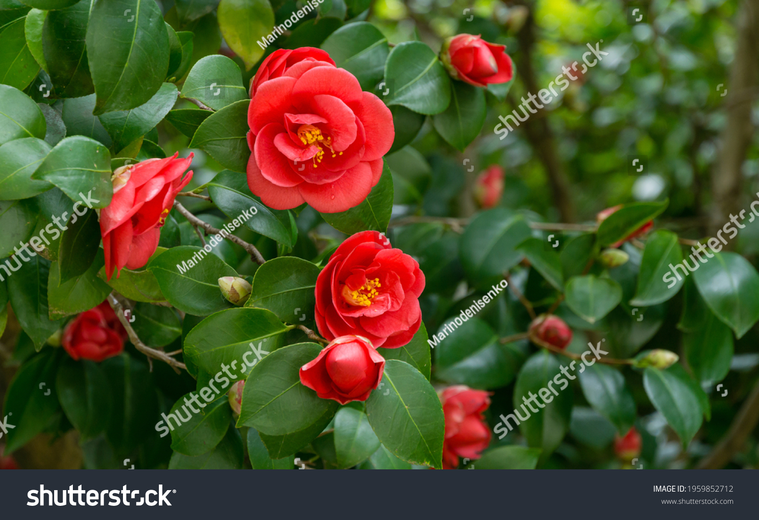 Japanese Camellia (Camellia japonica) in sunny spring day in Arboretum Park Southern Cultures in Sirius (Adler). Red rose-like blooms camellia flower and buds with evergreen glossy leaves on shrub. #1959852712