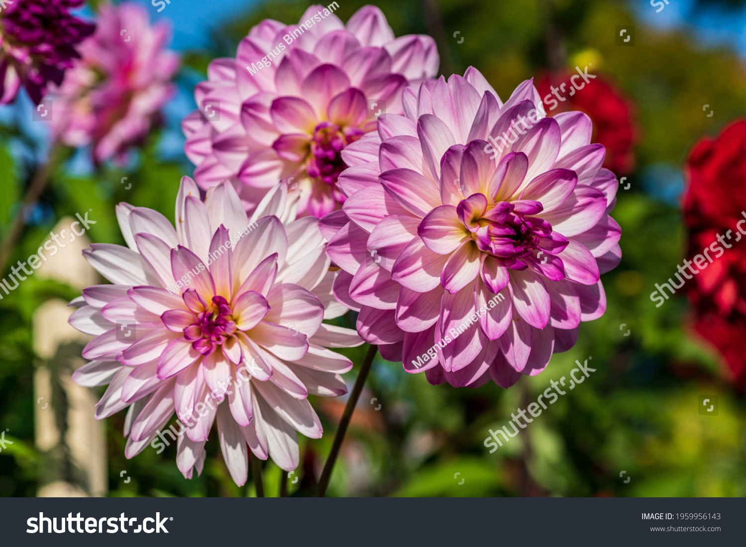 Close up of three pink and white Dahlia flowers in sunlight, with other colorful flowers in the soft background #1959956143