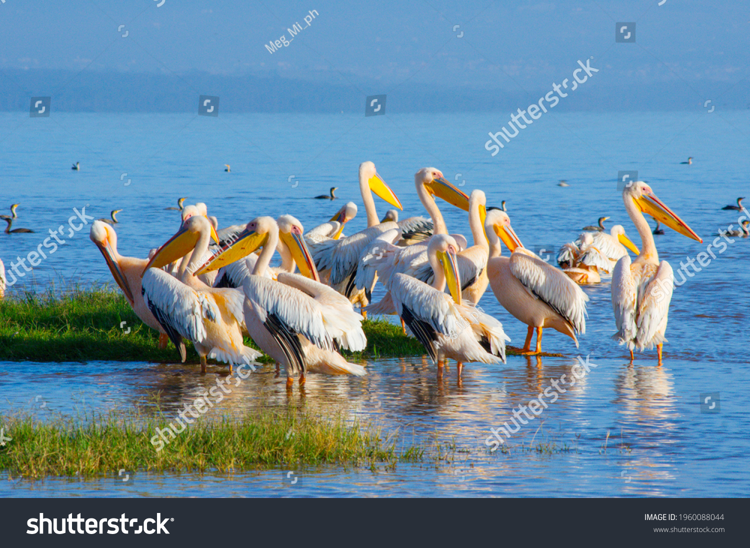 Great white pelicans in Lake Nakuru,Africa #1960088044