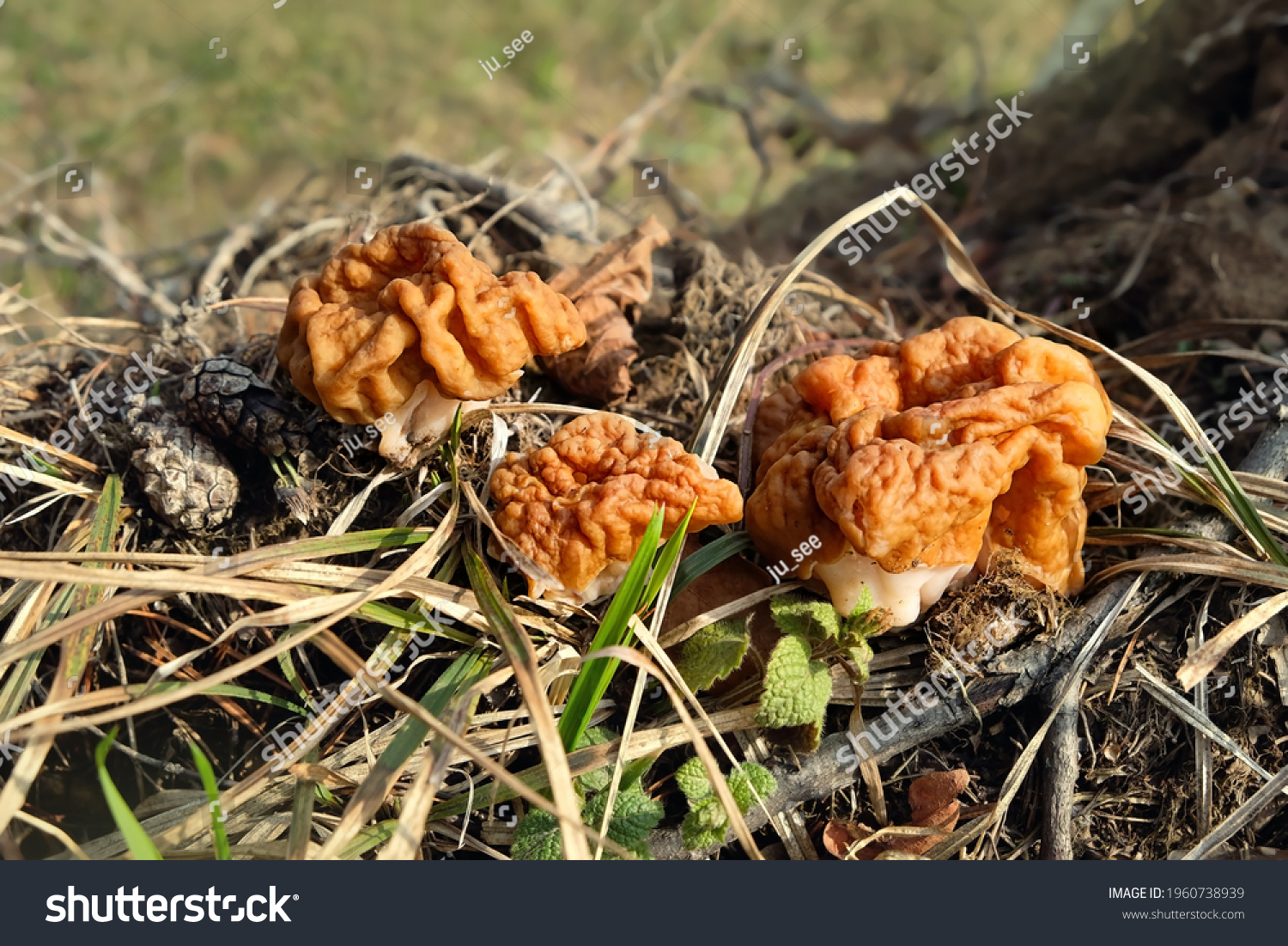 Gyromitra gigas mushrooms growth in grass close up. early spring season, fresh mushrooms picking in forest. ascomycete fungus from the genus Gyromitra #1960738939