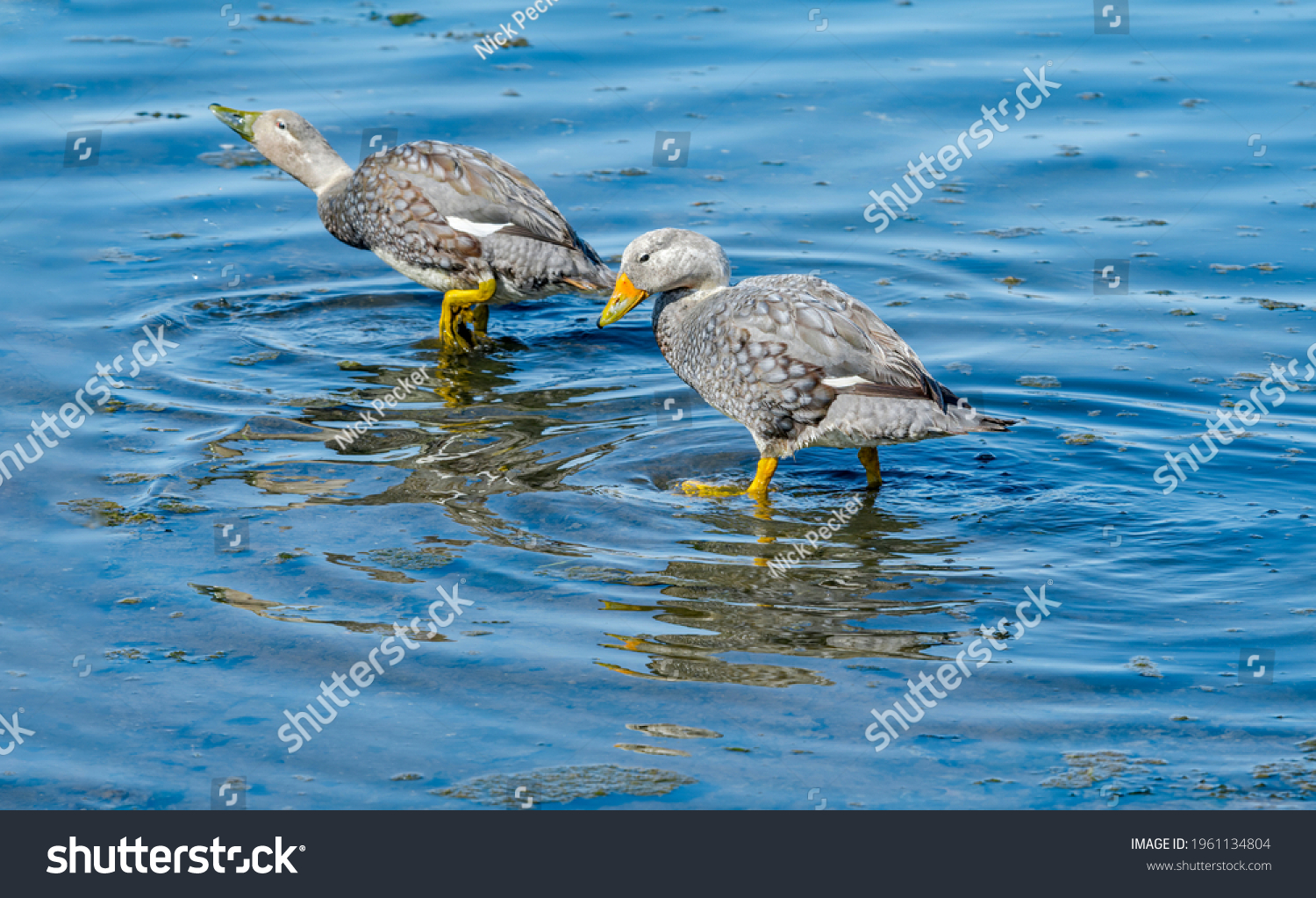 Pair of Flying Steamer Duck (Tachyeres patachonicus) on lagoon in Ushuaia, Land of Fire (Tierra del Fuego), Argentina #1961134804