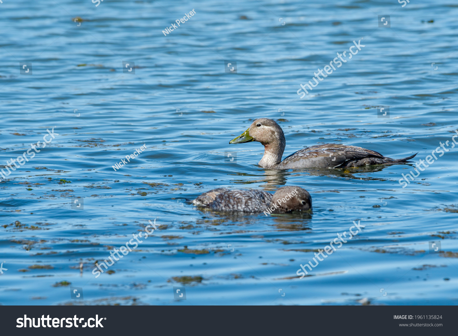 Female of Flying Steamer Duck (Tachyeres patachonicus) with duckling on lagoon in Ushuaia, Land of Fire (Tierra del Fuego), Argentina #1961135824