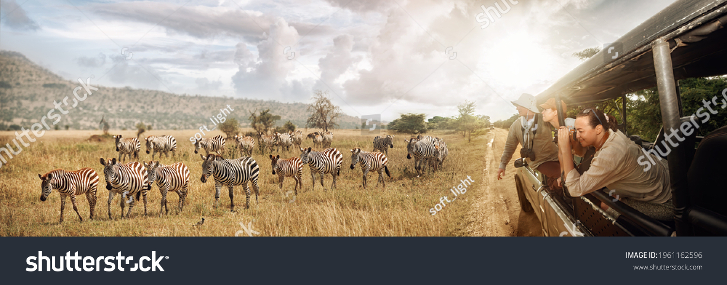 Group of young people watch and photograph wild zebras on safari tour in national park on Tanzania. Adventure and wildlife exploration in Africa. #1961162596