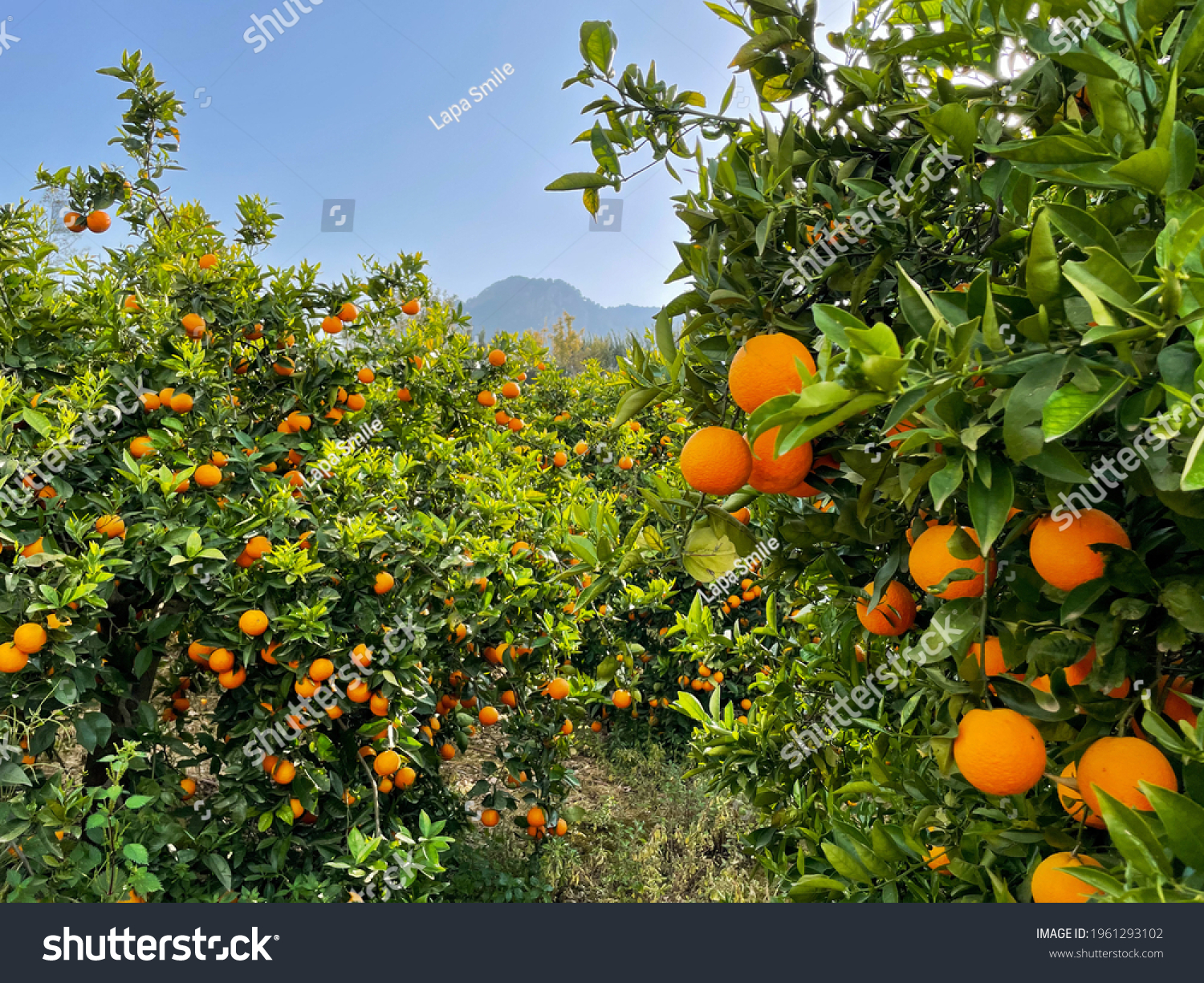 Stunning view of orange trees with bright ripe orange fruits on citrus plantation in Sóller on Majorca island #1961293102