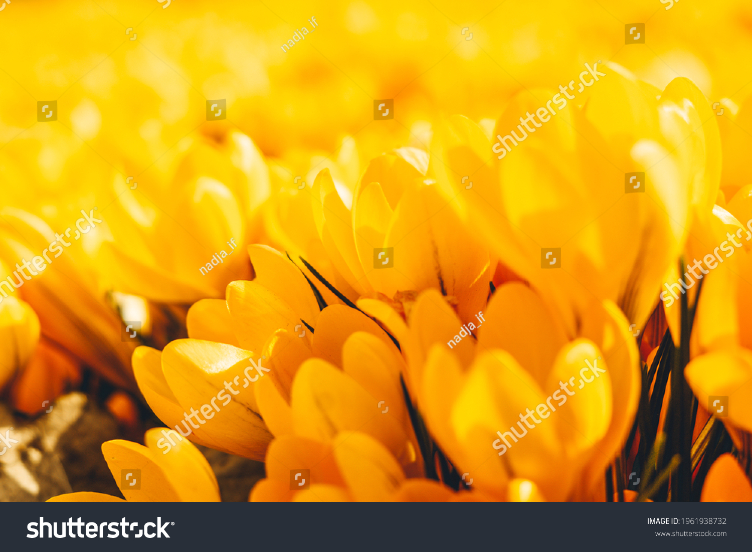 Yellow crocuses in the early spring. High quality photo #1961938732
